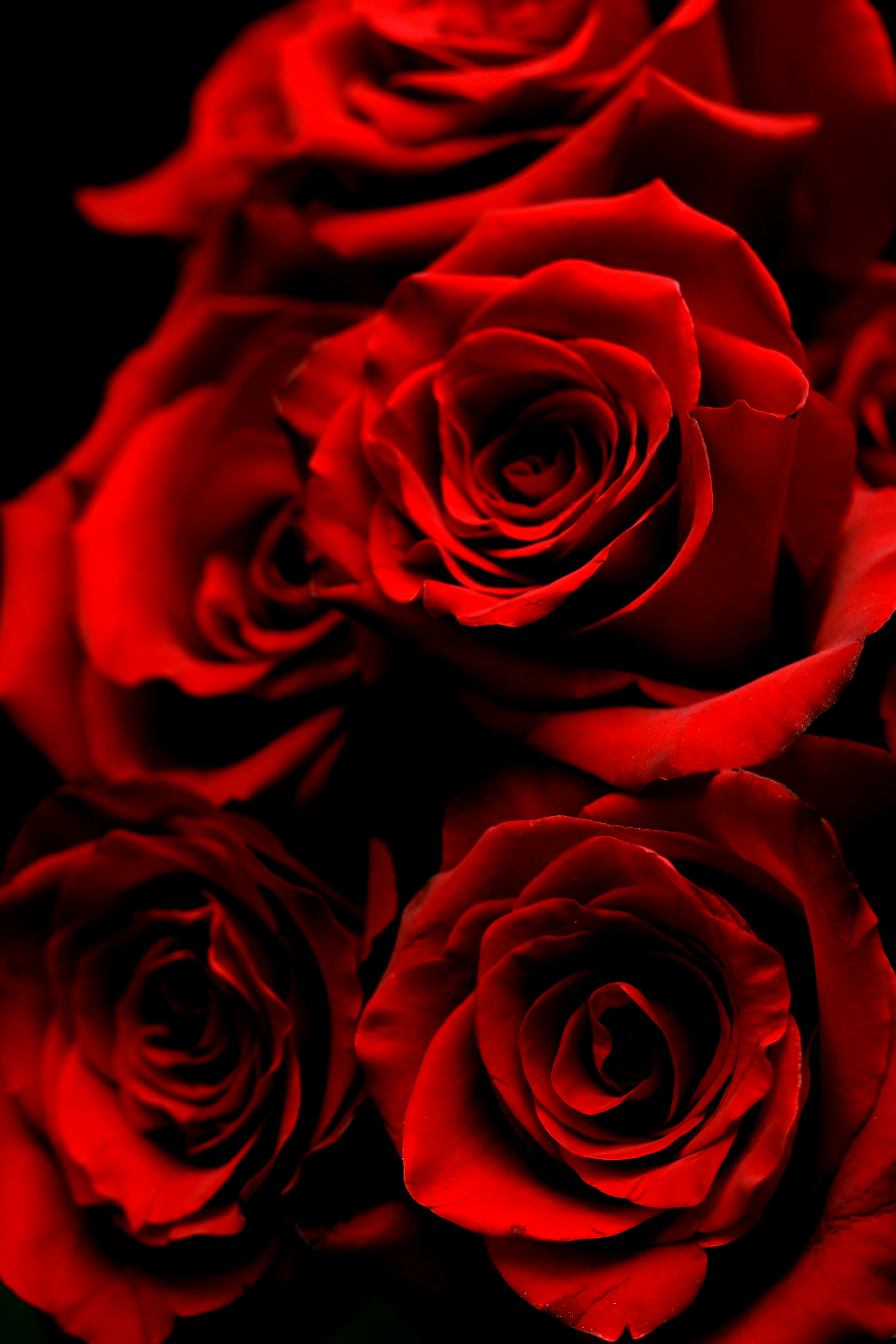 roseparade